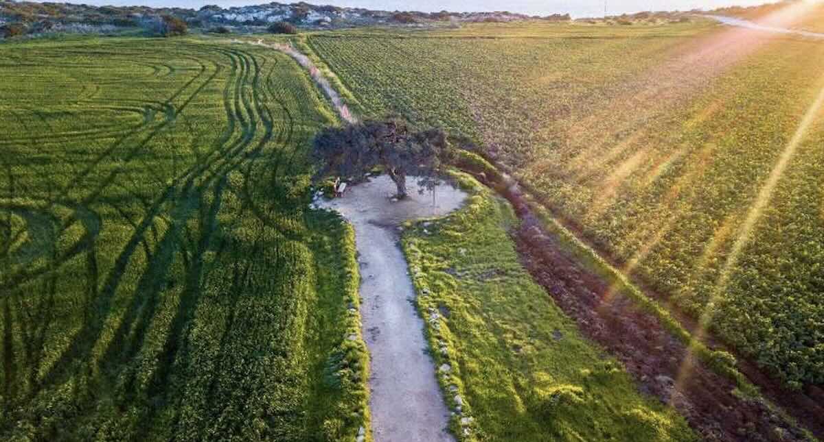 Ціни на землю в Україні впали: скільки тепер коштує гектар / Фото: відкриті джерела